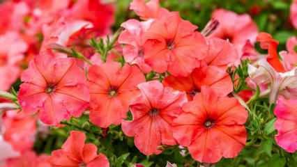 Купи петунию